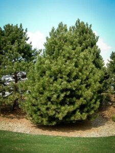 Сосна Чёрная (Pinus Nigra) купить по цене от 270.00р. в интернет-магазине «Посадика» с доставкой почтой в в Черногорске и по всей России – [изображение №1].