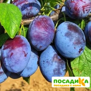 Слива Чачакская ранняя купить по цене от 229.00р. в интернет-магазине «Посадика» с доставкой почтой в в Черногорске и по всей России – [изображение №1].