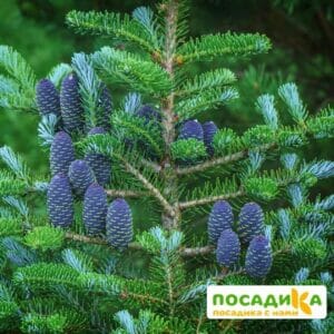 Пихта корейская (Abies koreana) купить по цене от 450.00р. в интернет-магазине «Посадика» с доставкой почтой в в Черногорске и по всей России – [изображение №1].