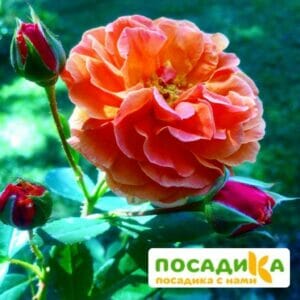 Роза Арабия купить по цене от 350.00р. в интернет-магазине «Посадика» с доставкой почтой в в Черногорске и по всей России – [изображение №1].