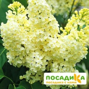 Сирень Примроуз (Primrose) купить по цене от 529.00р. в интернет-магазине «Посадика» с доставкой почтой в в Черногорске и по всей России – [изображение №1].