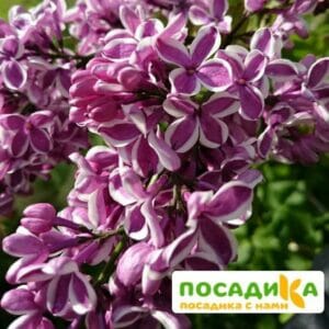 Сирень Сенсация купить по цене от 529.00р. в интернет-магазине «Посадика» с доставкой почтой в в Черногорске и по всей России – [изображение №1].