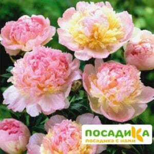 Пион Распберри Сандей (Paeonia Raspberry Sundae) купить по цене от 959р. в интернет-магазине «Посадика» с доставкой почтой в в Черногорске и по всей России – [изображение №1].