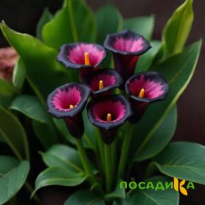 Калла Аура Лейс купить по цене от 400р. в интернет-магазине «Посадика» с доставкой почтой в в Черногорске и по всей России – [изображение №1].