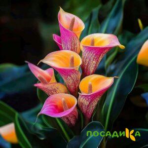 Калла Оникс купить по цене от 450р. в интернет-магазине «Посадика» с доставкой почтой в в Черногорске и по всей России – [изображение №1].