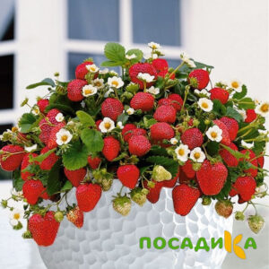 Клубника Рубиновый Шепот (горшечная) купить по цене от 240р. в интернет-магазине «Посадика» с доставкой почтой в в Черногорске и по всей России – [изображение №1].