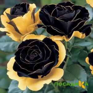 Роза Ханни Сикл купить по цене от 700р. в интернет-магазине «Посадика» с доставкой почтой в в Черногорске и по всей России – [изображение №1].