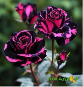 Роза Багровый Шепот купить по цене от 366р. в интернет-магазине «Посадика» с доставкой почтой в в Черногорске и по всей России – [изображение №1].