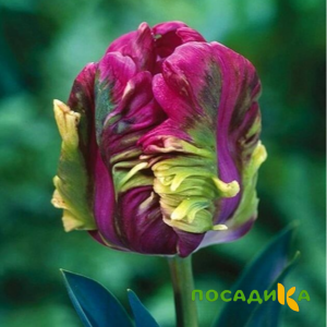 Тюльпан Экзотик Хэвен купить по цене от 186р. в интернет-магазине «Посадика» с доставкой почтой в в Черногорске и по всей России – [изображение №1].