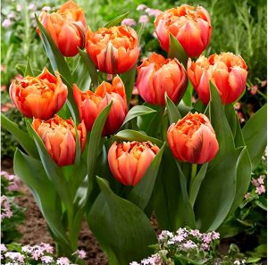 Тюльпан Гудошник Дабл купить по цене от 185р. в интернет-магазине «Посадика» с доставкой почтой в в Черногорске и по всей России – [изображение №1].