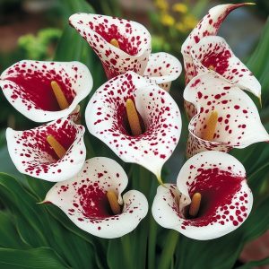 Калла Эмпайр купить по цене от 302р. в интернет-магазине «Посадика» с доставкой почтой в в Черногорске и по всей России – [изображение №1].