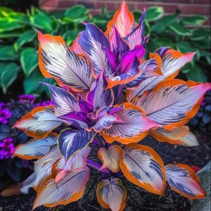 Хоста Эмеральд Тиара купить по цене от 602р. в интернет-магазине «Посадика» с доставкой почтой в в Черногорске и по всей России – [изображение №1].