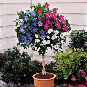 Гибискус-Дерево Триколор купить по цене от 289р. в интернет-магазине «Посадика» с доставкой почтой в в Черногорске и по всей России – [изображение №1].