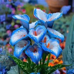 Калла Портрейт купить по цене от 292р. в интернет-магазине «Посадика» с доставкой почтой в в Черногорске и по всей России – [изображение №1].