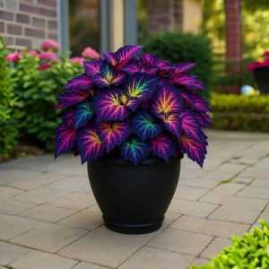 Хоста Фрости Блю купить по цене от 389р. в интернет-магазине «Посадика» с доставкой почтой в в Черногорске и по всей России – [изображение №1].