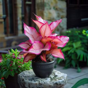 Хоста Розовая Симфония купить по цене от 800р. в интернет-магазине «Посадика» с доставкой почтой в в Черногорске и по всей России – [изображение №1].