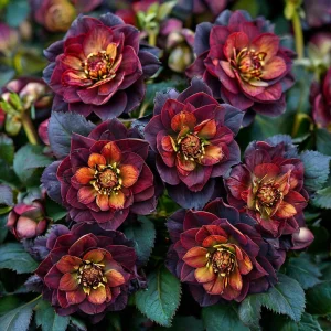 Морозник Сноу Дроп купить по цене от 348р. в интернет-магазине «Посадика» с доставкой почтой в в Черногорске и по всей России – [изображение №1].