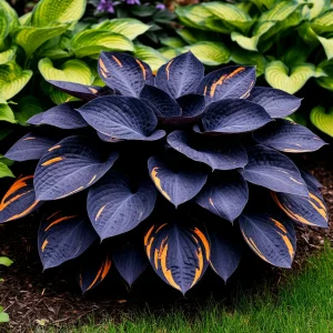 Хоста Умбра купить по цене от 349р. в интернет-магазине «Посадика» с доставкой почтой в в Черногорске и по всей России – [изображение №1].