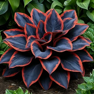 Хоста Солнечный Агат купить по цене от 440р. в интернет-магазине «Посадика» с доставкой почтой в в Черногорске и по всей России – [изображение №1].