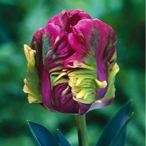 Тюльпан Экзотик Хэвен купить по цене от 186р. в интернет-магазине «Посадика» с доставкой почтой в в Черногорске и по всей России – [изображение №1].