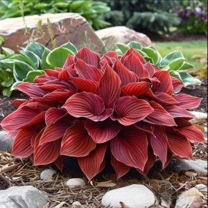 Хоста Малыш Шедевр купить по цене от 421р. в интернет-магазине «Посадика» с доставкой почтой в в Черногорске и по всей России – [изображение №1].