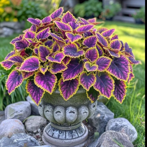 Хоста Рейдянт Чарм купить по цене от 365р. в интернет-магазине «Посадика» с доставкой почтой в в Черногорске и по всей России – [изображение №1].