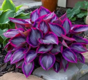 Хоста Сикрет Гарденс купить по цене от 549р. в интернет-магазине «Посадика» с доставкой почтой в в Черногорске и по всей России – [изображение №1].